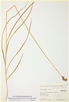 藏品(卵穗薹)的圖片